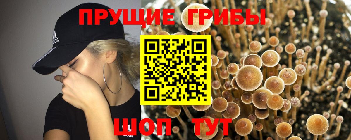 Псилоцибиновые грибы Psilocybe Зеленодольск